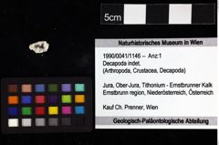 Foto (Objket + Etiketten) von Decapoda indet. 